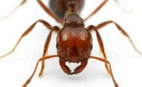 fire ant