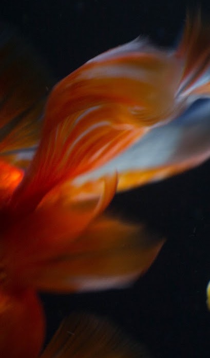 goldfish flash